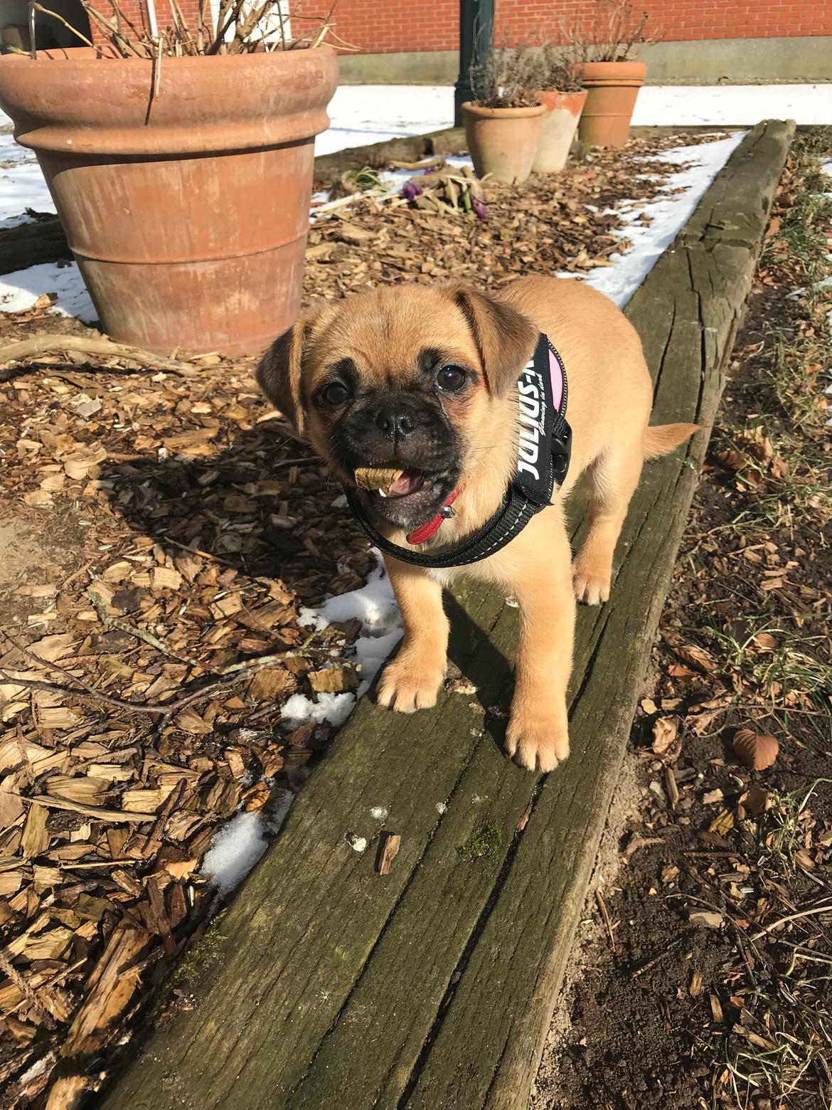 Blanding af racer Bodil (himmelhund) billede 3