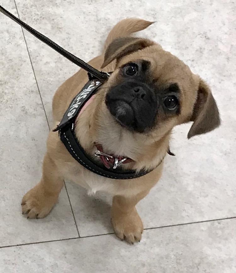 Blanding af racer Bodil (himmelhund) billede 5