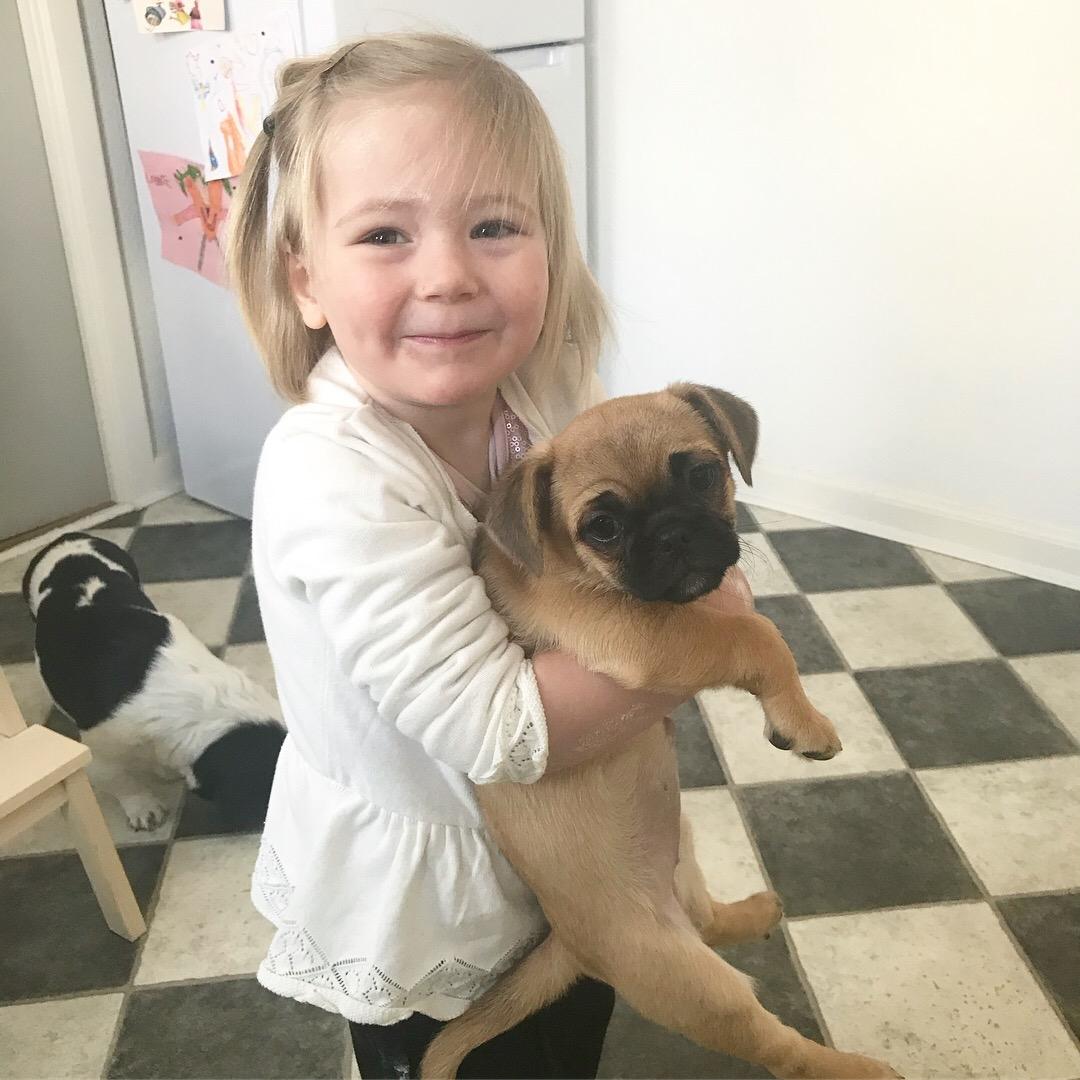 Blanding af racer Bodil (himmelhund) billede 4