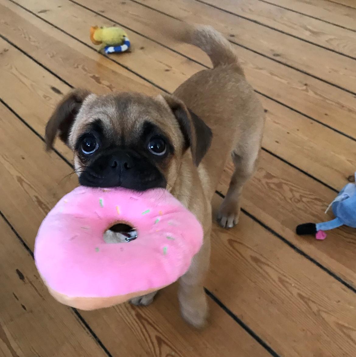 Blanding af racer Bodil (himmelhund) billede 7