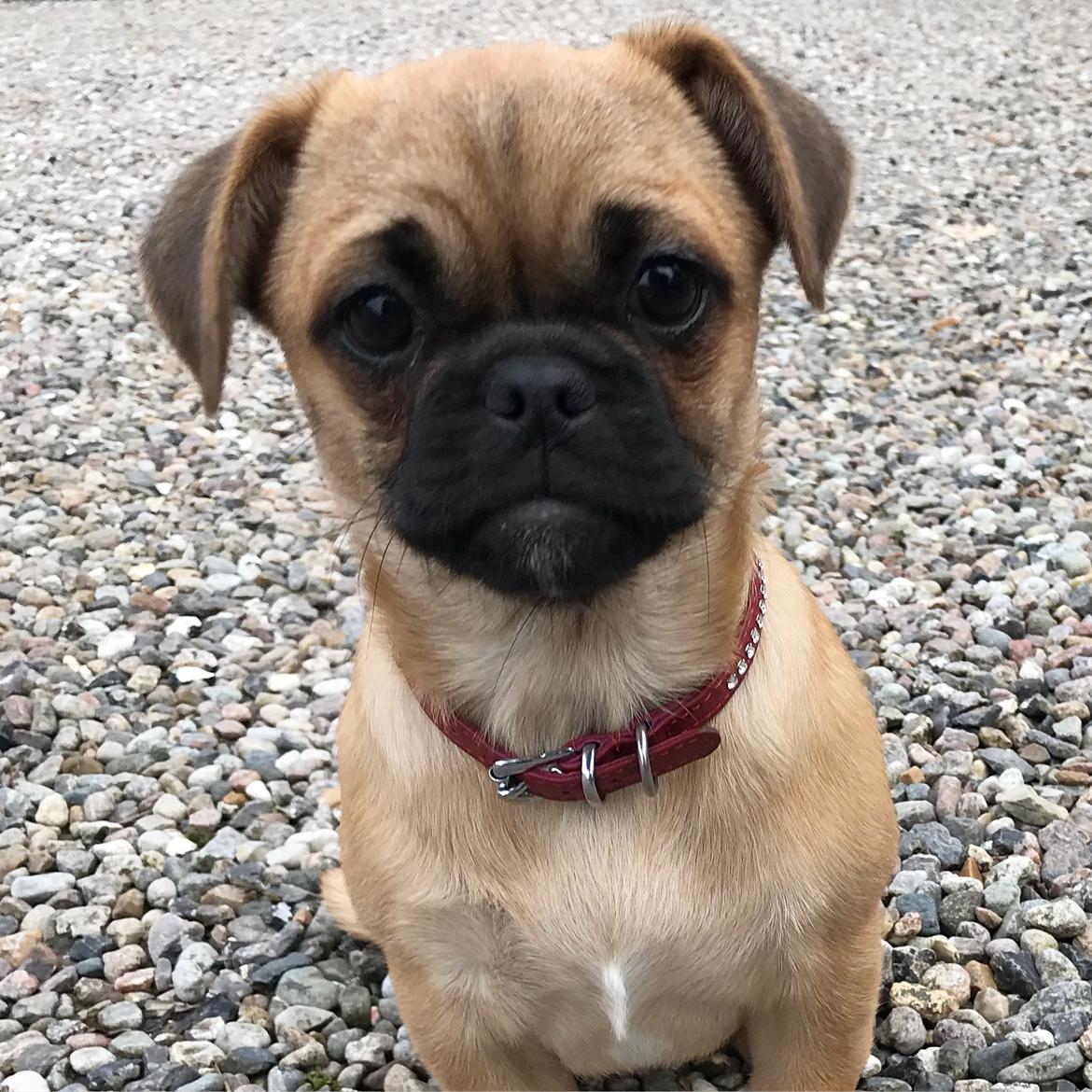 Blanding af racer Bodil (himmelhund) billede 6