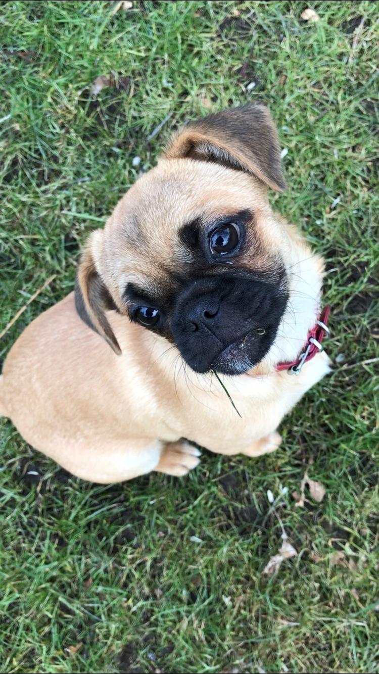 Blanding af racer Bodil (himmelhund) billede 8