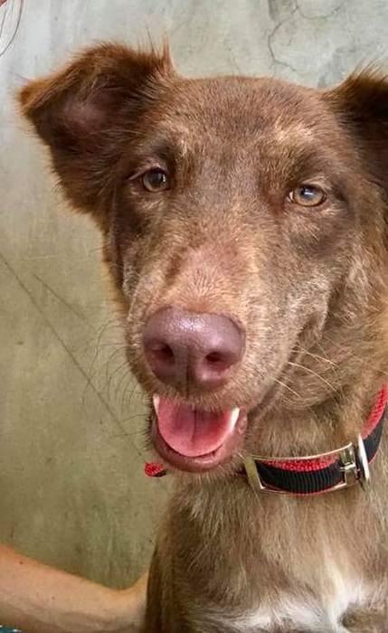 Blanding af racer Nuga ( Nom Tham ) billede 6