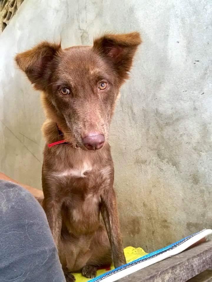 Blanding af racer Nuga ( Nom Tham ) billede 7