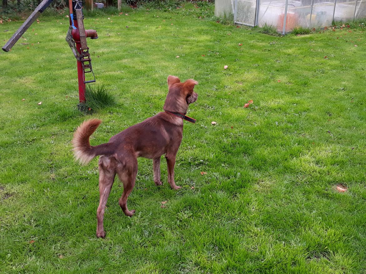 Blanding af racer Nuga ( Nom Tham ) billede 10