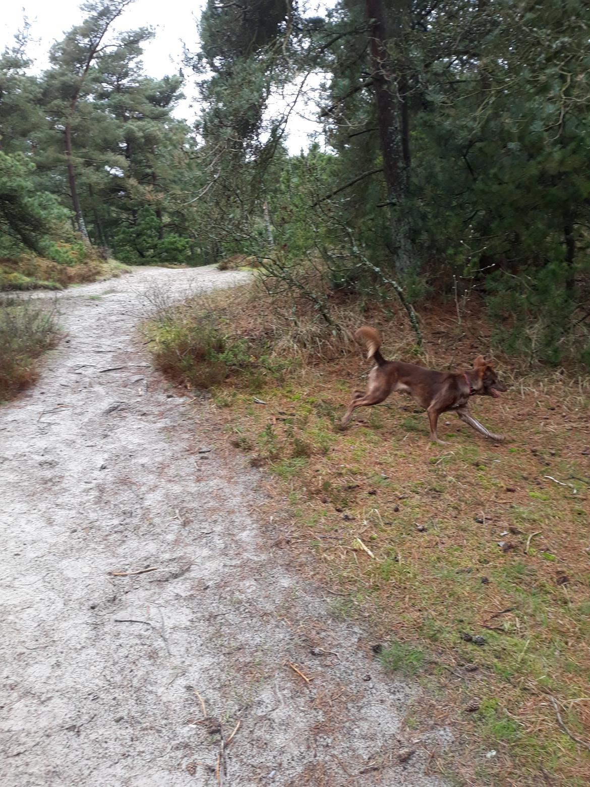 Blanding af racer Nuga ( Nom Tham ) billede 12