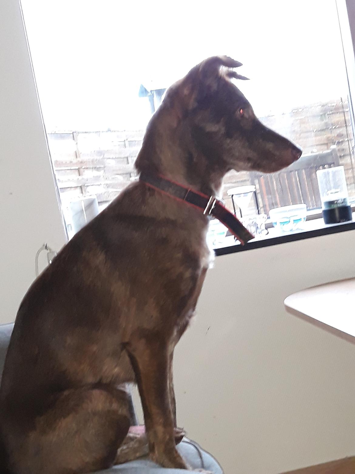 Blanding af racer Nuga ( Nom Tham ) billede 9