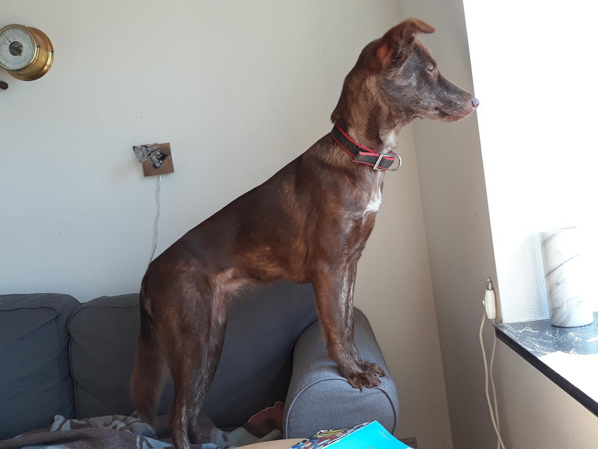 Blanding af racer Nuga ( Nom Tham ) billede 8