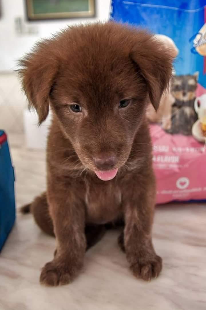 Blanding af racer Nuga ( Nom Tham ) billede 1