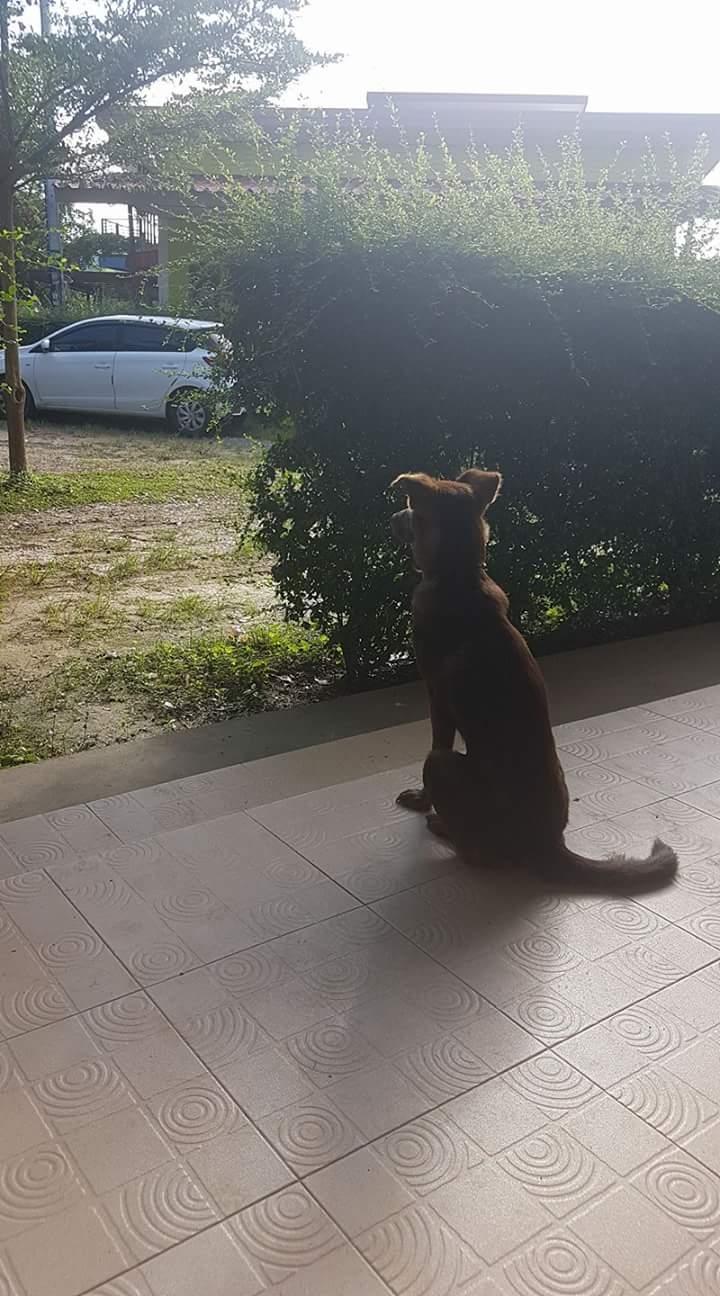 Blanding af racer Nuga ( Nom Tham ) billede 3