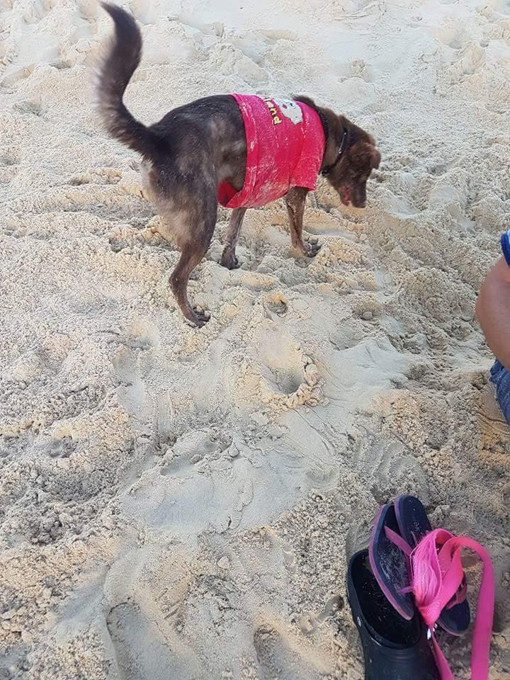 Blanding af racer Nuga ( Nom Tham ) billede 5