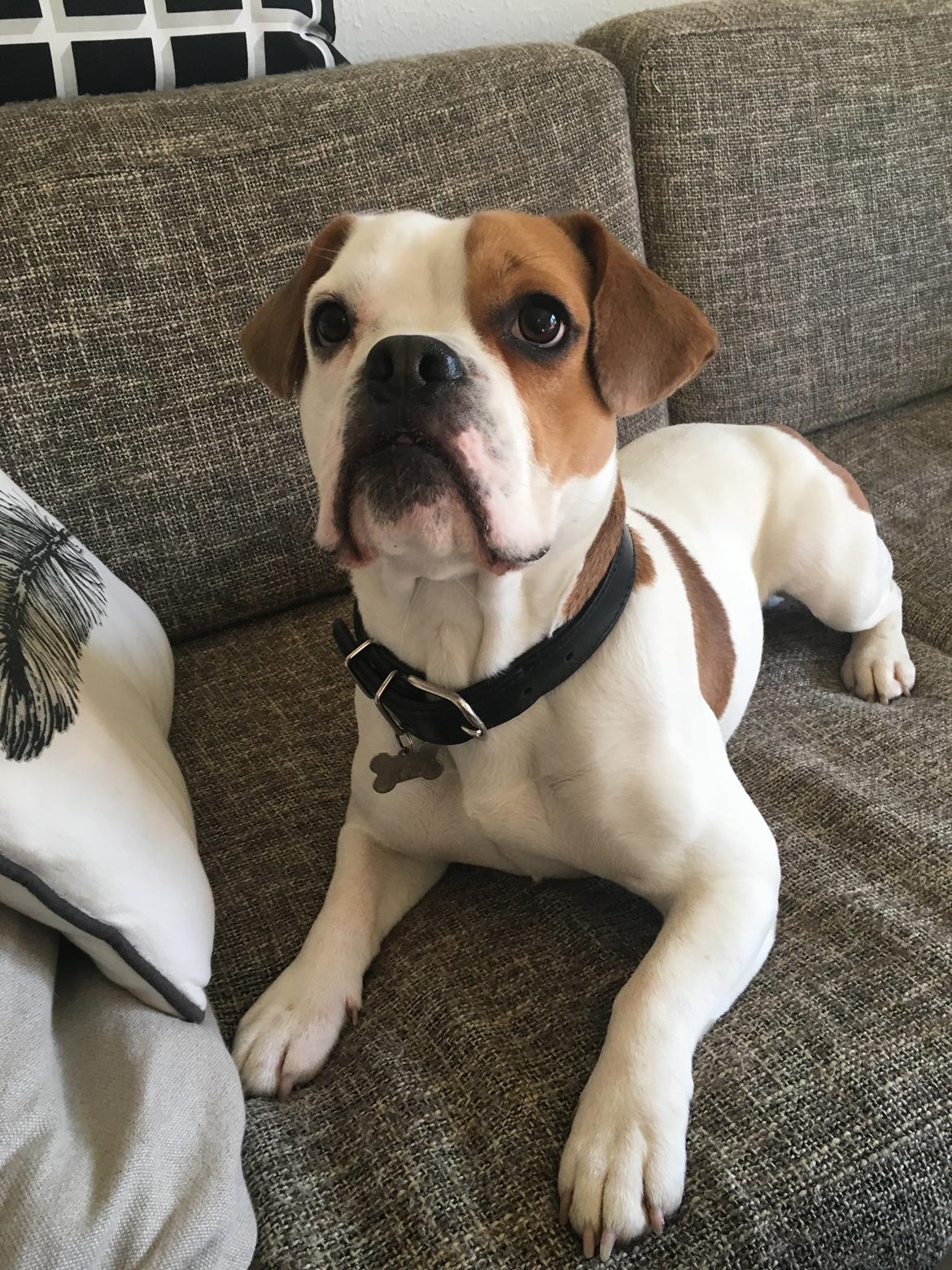 Blanding af racer Charlie billede 2