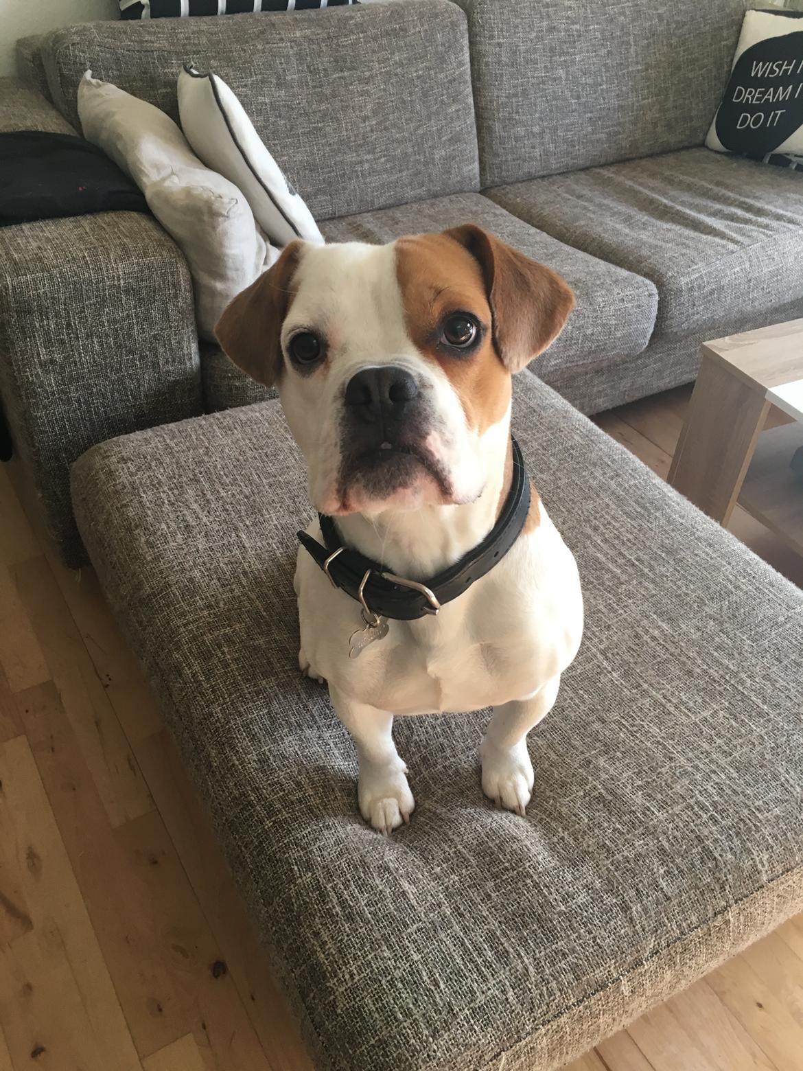 Blanding af racer Charlie billede 1