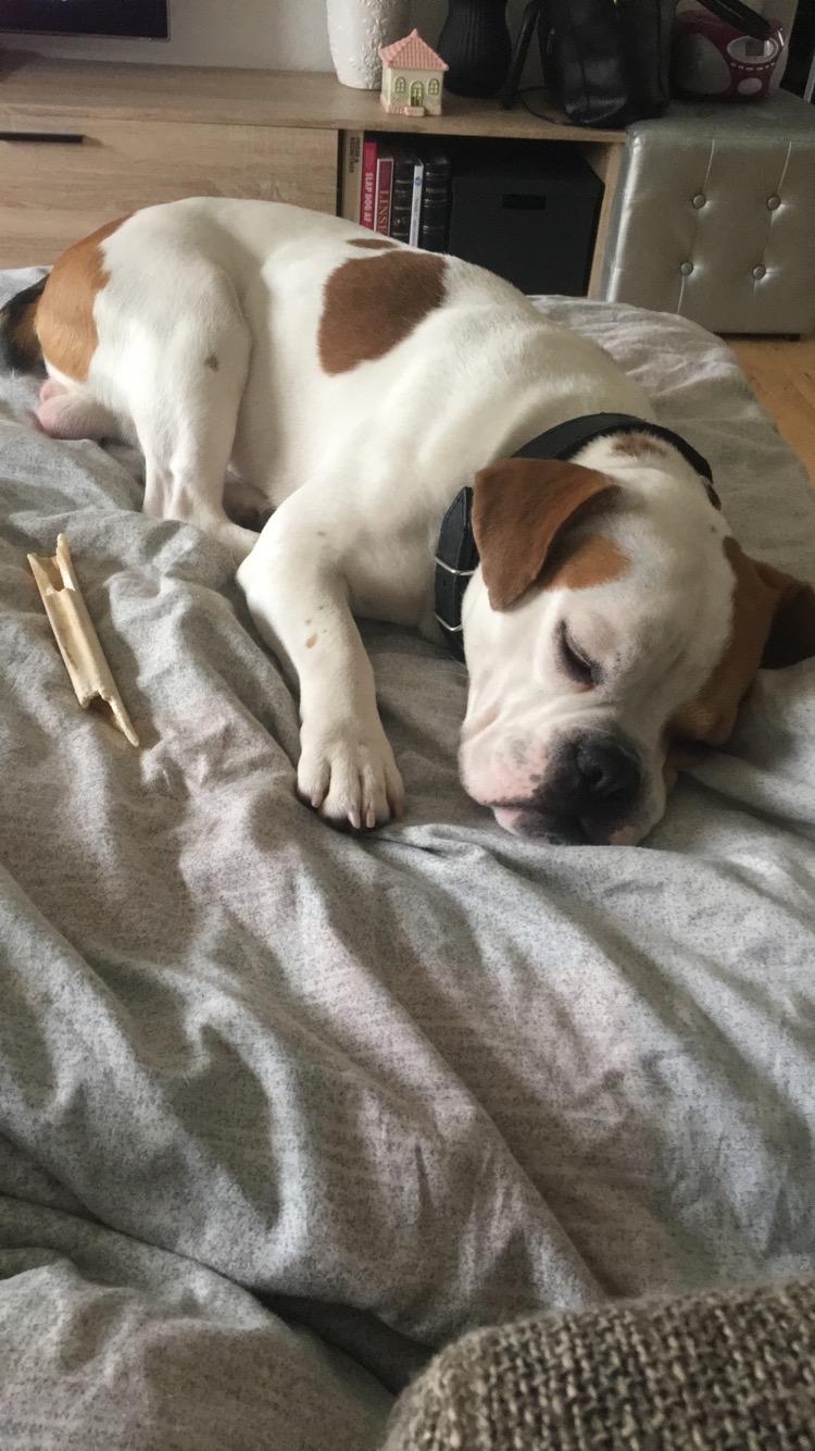 Blanding af racer Charlie billede 4