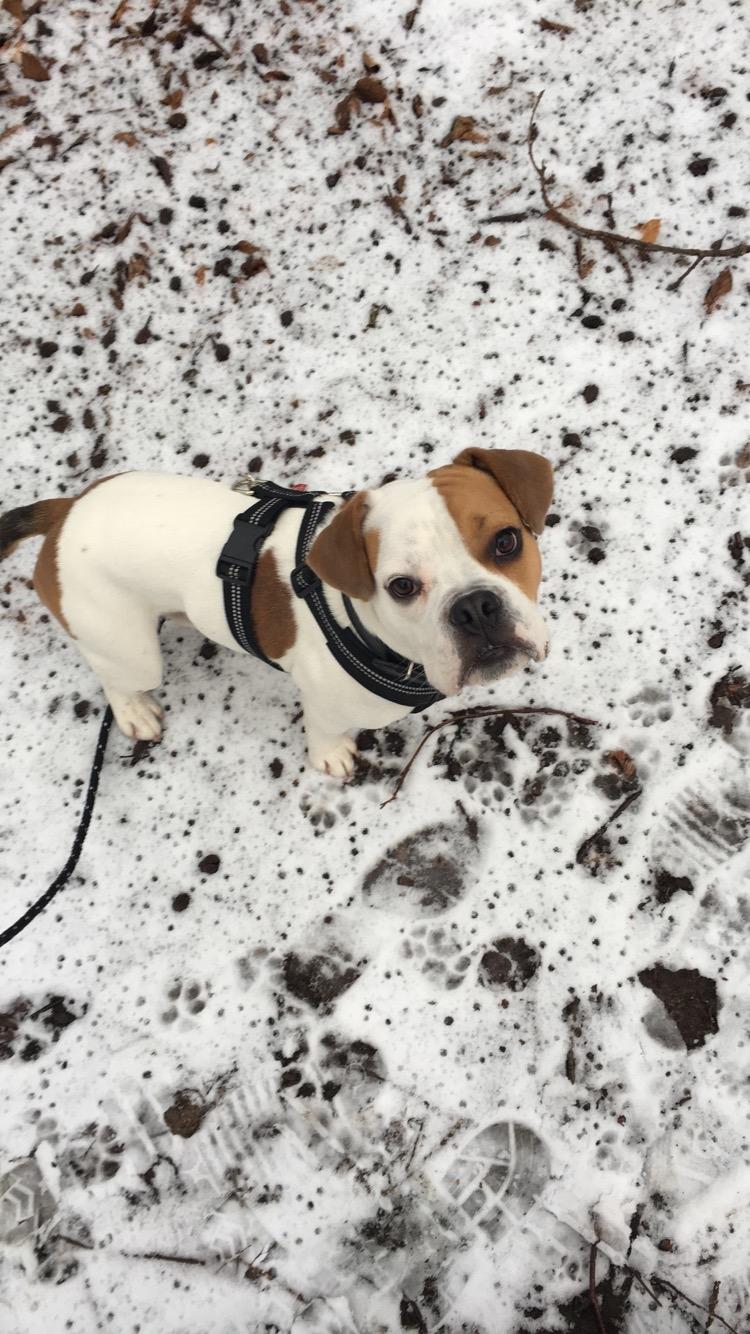 Blanding af racer Charlie billede 5