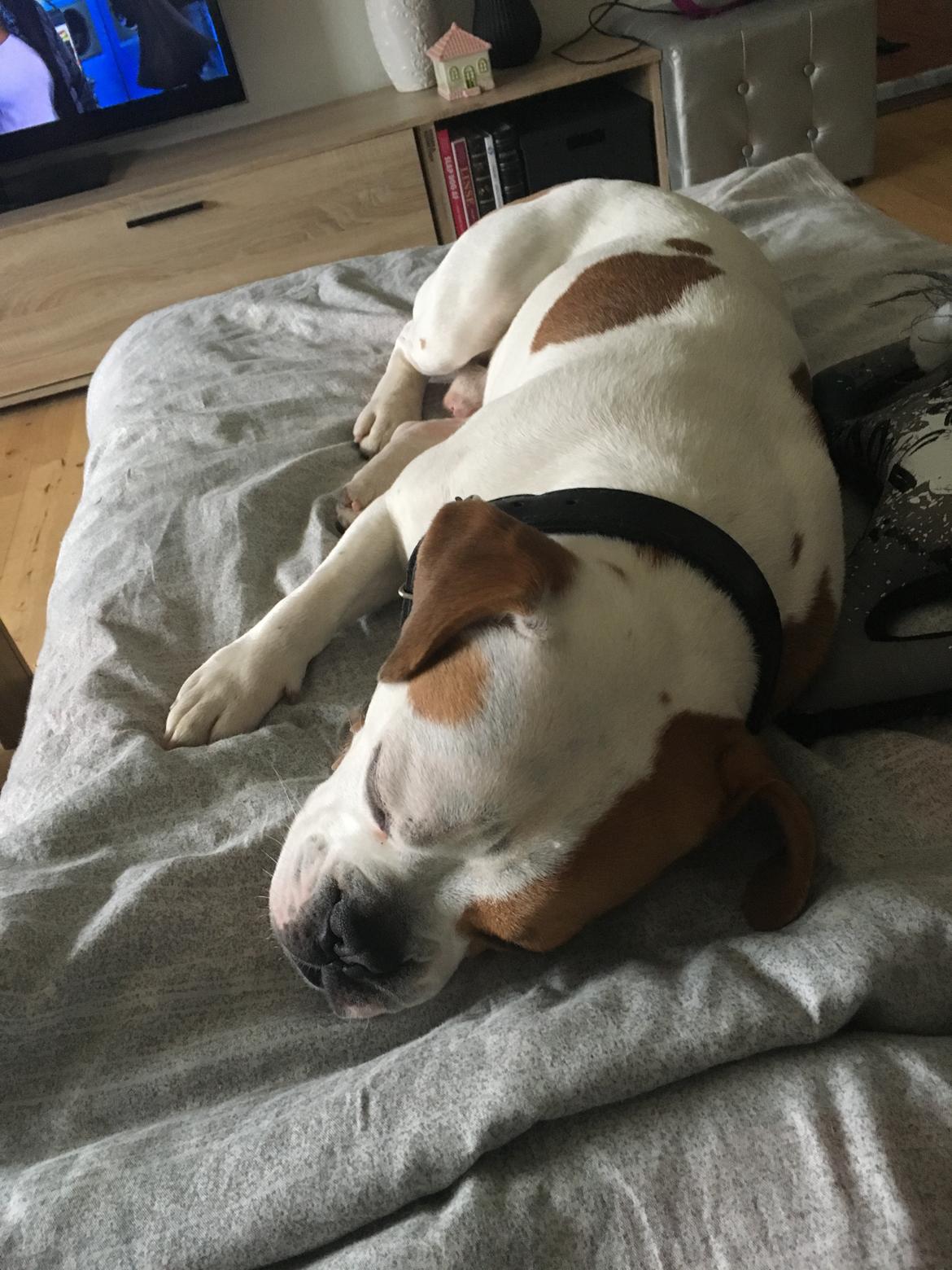 Blanding af racer Charlie billede 3