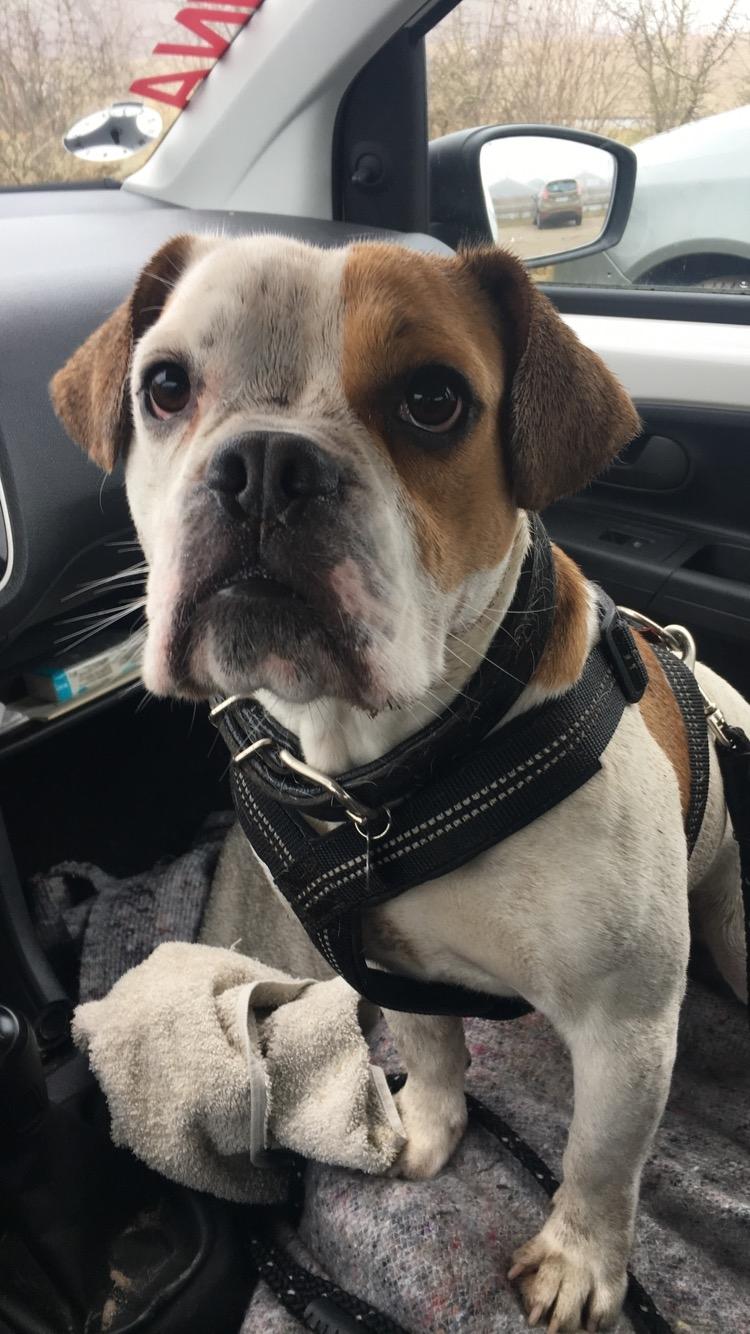 Blanding af racer Charlie billede 7