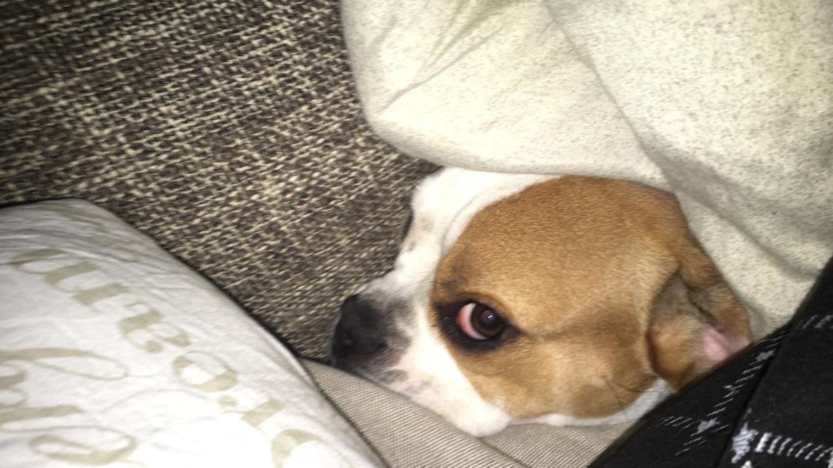 Blanding af racer Charlie billede 6