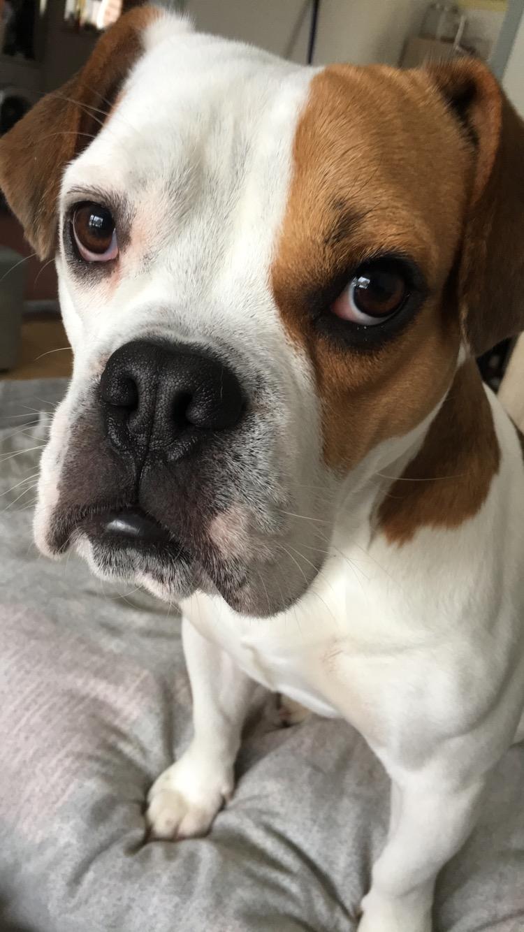 Blanding af racer Charlie billede 9