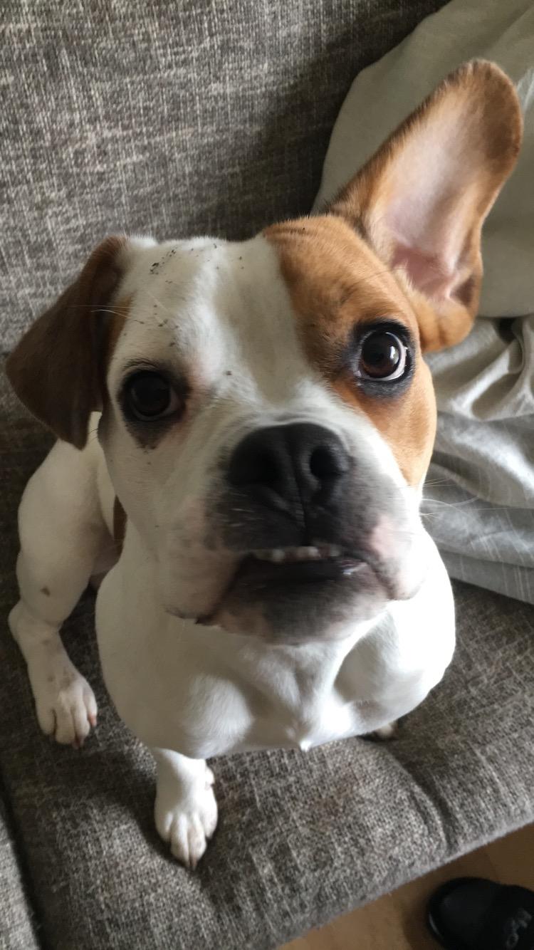 Blanding af racer Charlie billede 10