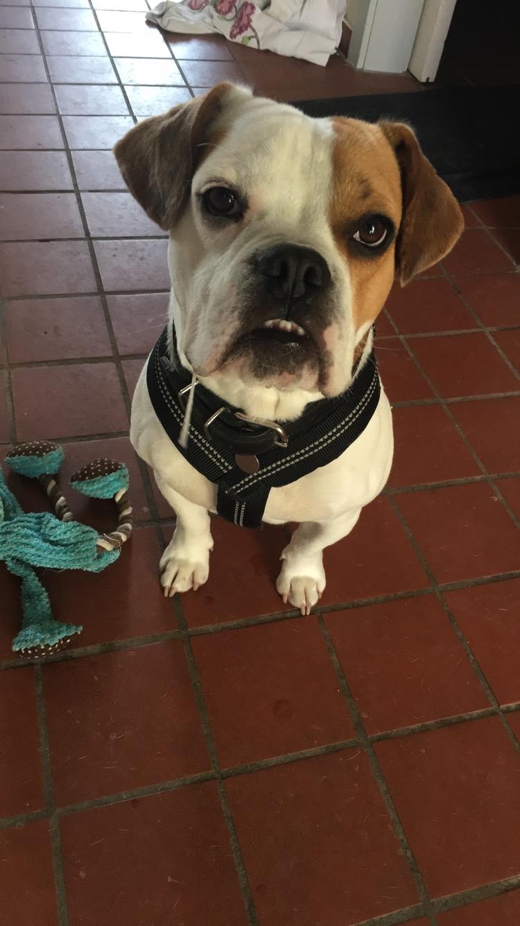 Blanding af racer Charlie billede 11