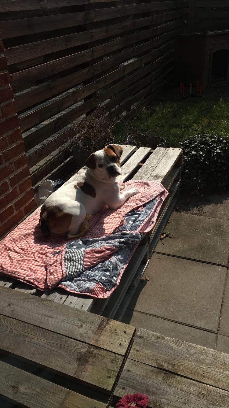 Blanding af racer Charlie billede 12