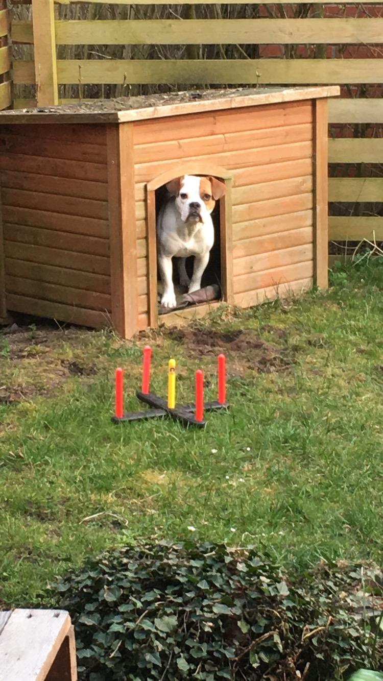 Blanding af racer Charlie billede 13