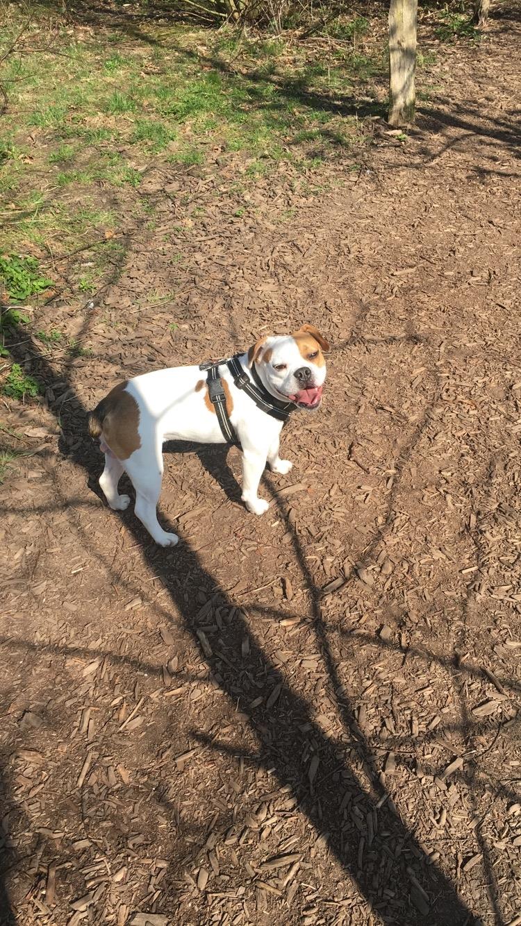 Blanding af racer Charlie billede 14