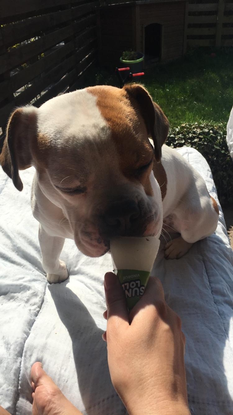 Blanding af racer Charlie billede 15