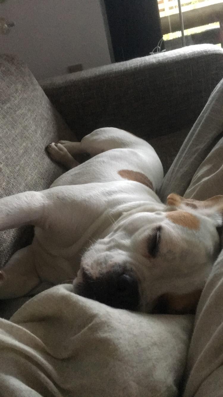 Blanding af racer Charlie billede 16