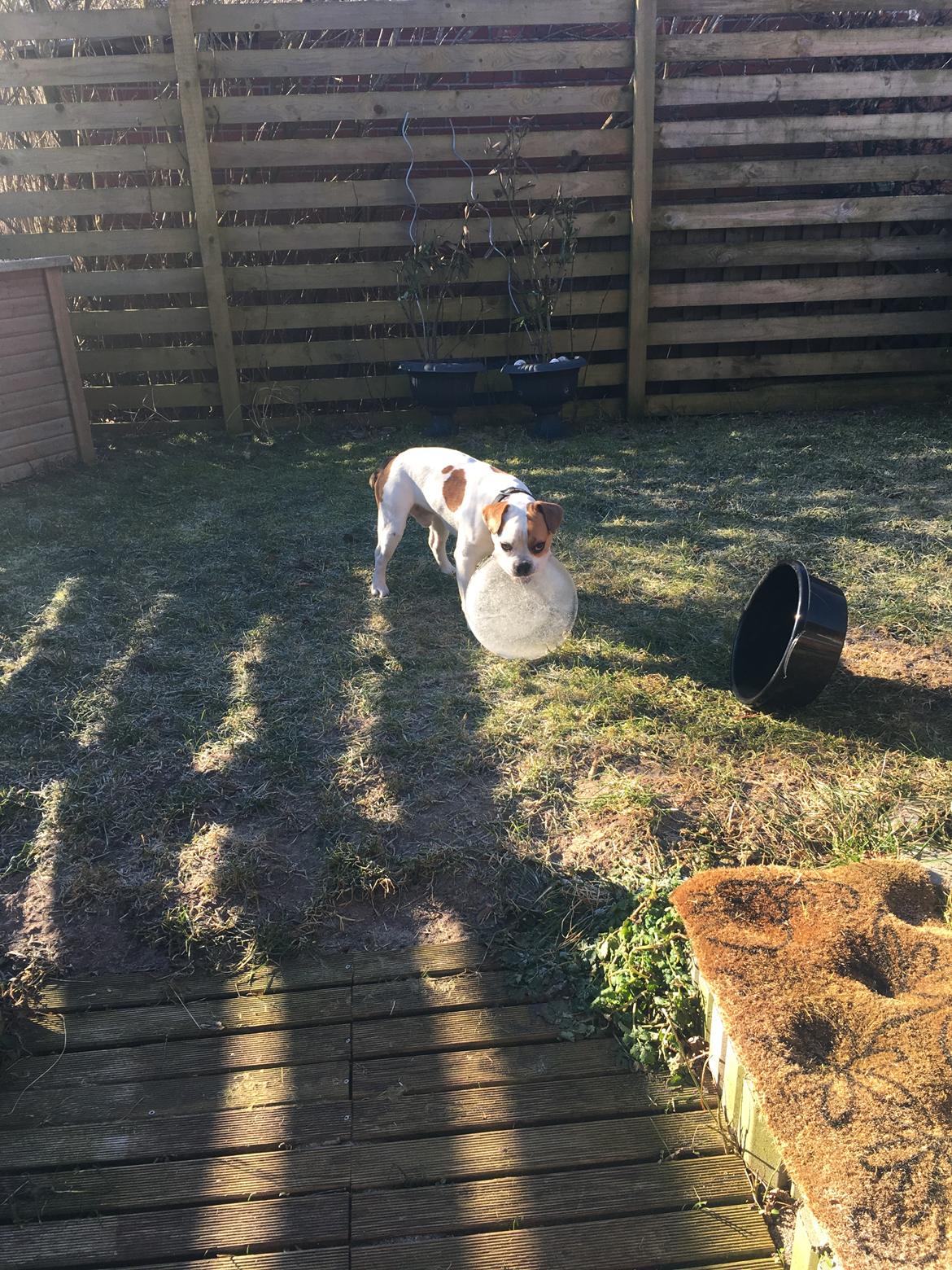 Blanding af racer Charlie billede 8