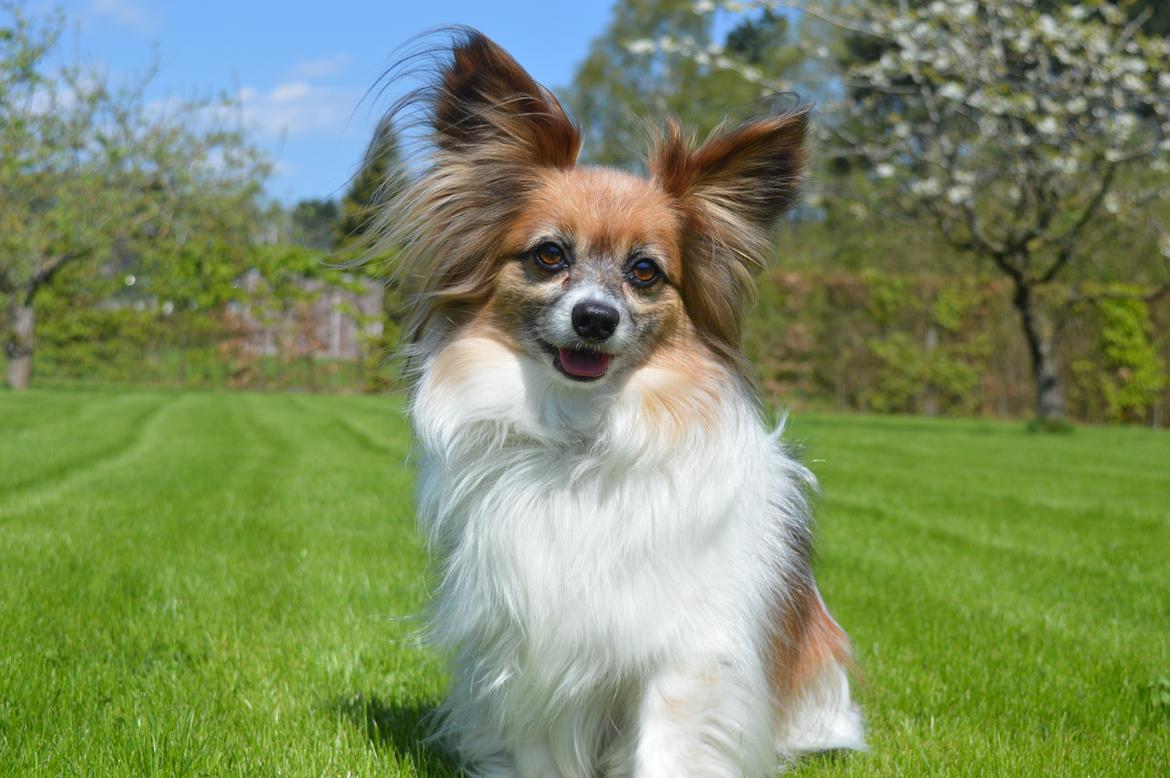 Papillon Charlie billede 2