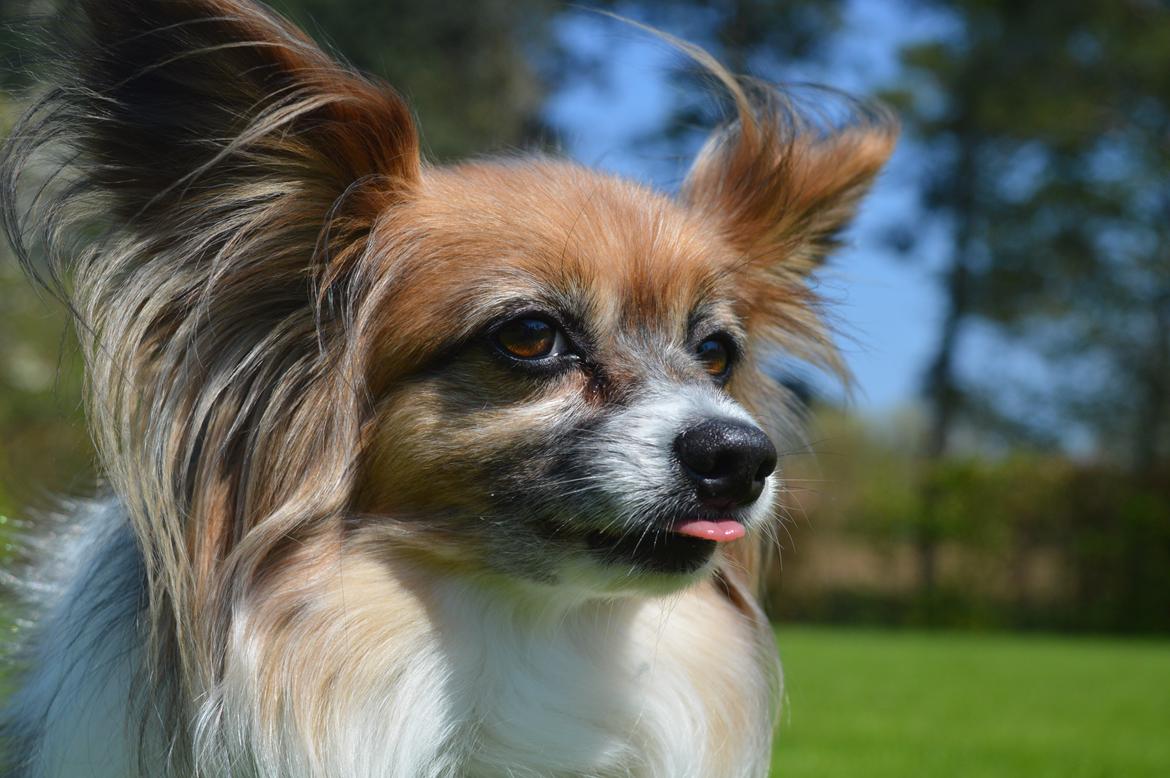 Papillon Charlie billede 4