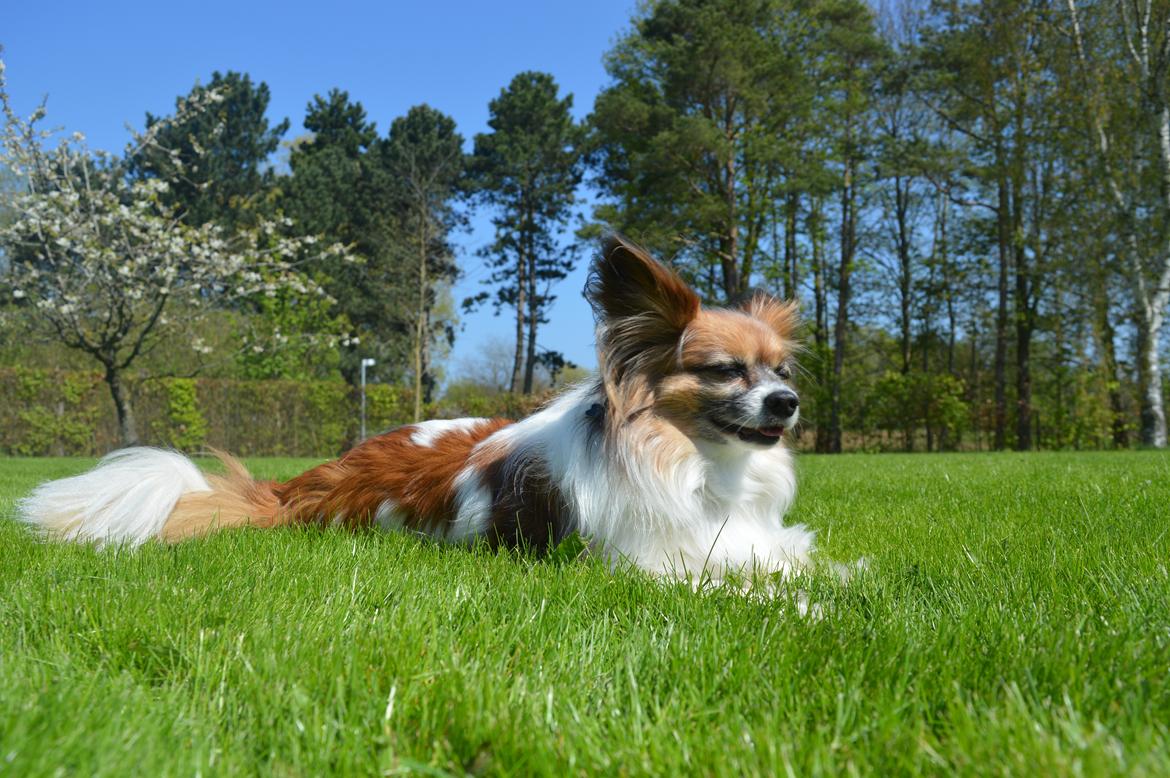 Papillon Charlie billede 39