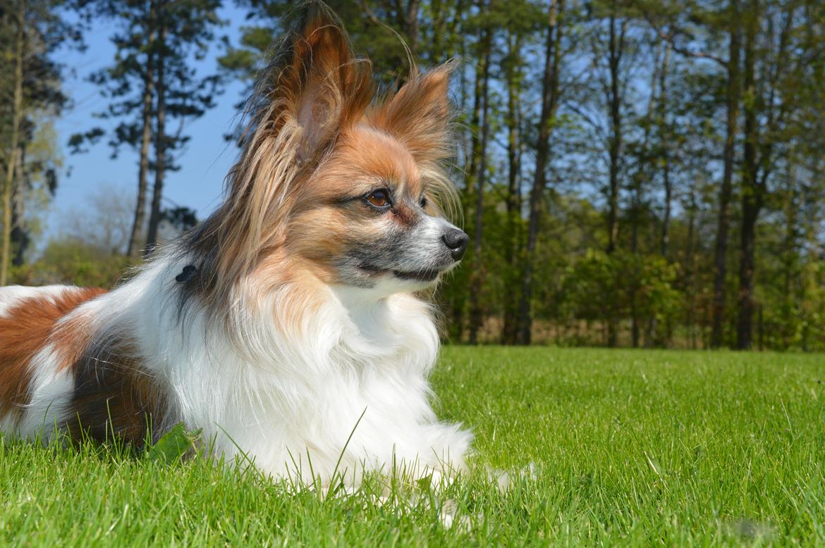 Papillon Charlie billede 1