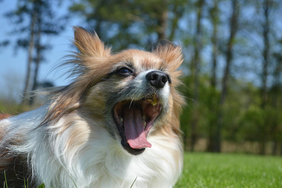 Papillon Charlie billede 5