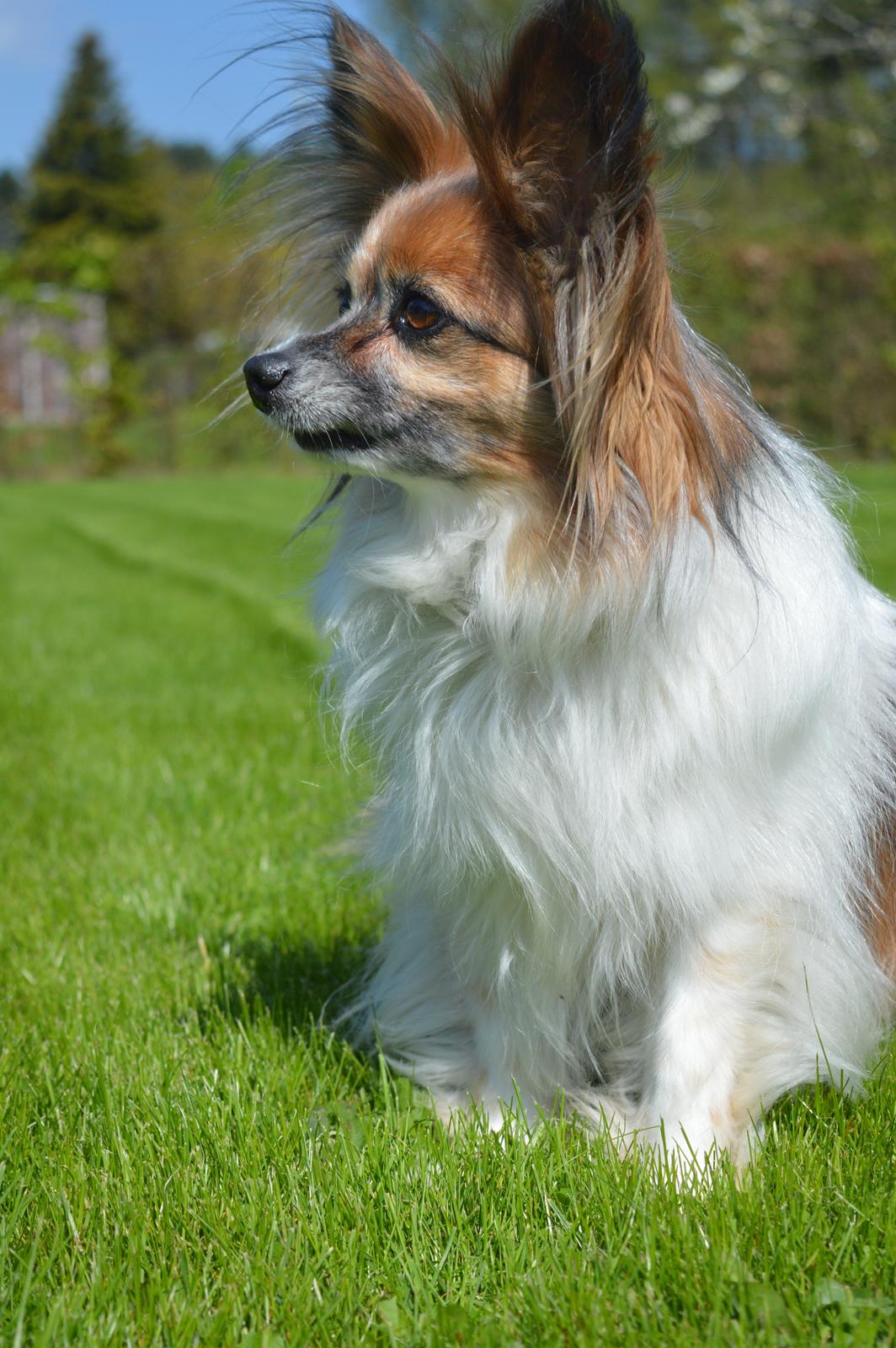 Papillon Charlie billede 3