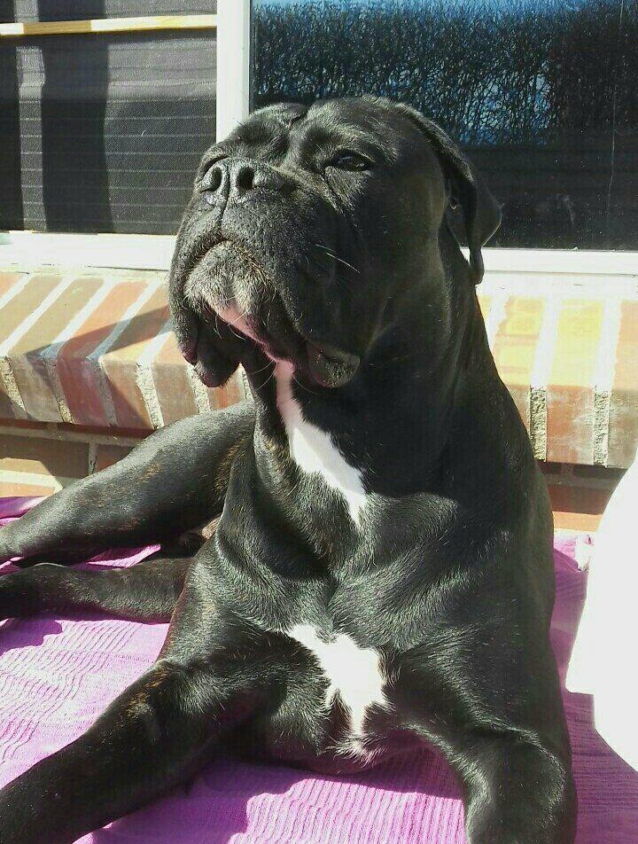 Cane corso Carla * Himmelhund* billede 2