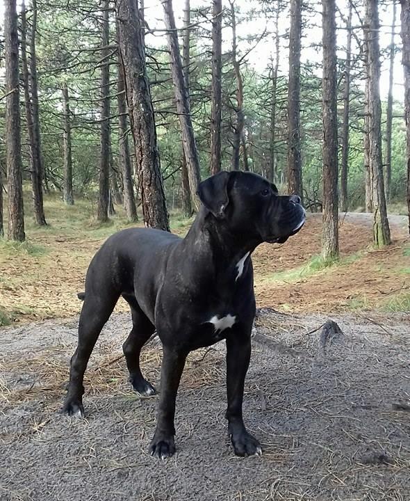 Cane corso Carla * Himmelhund* billede 3