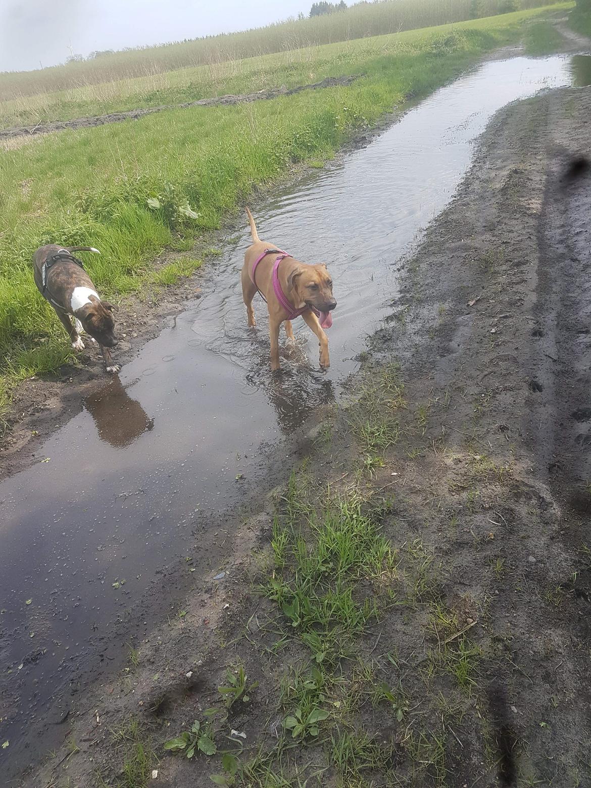 Blanding af racer kayla billede 10