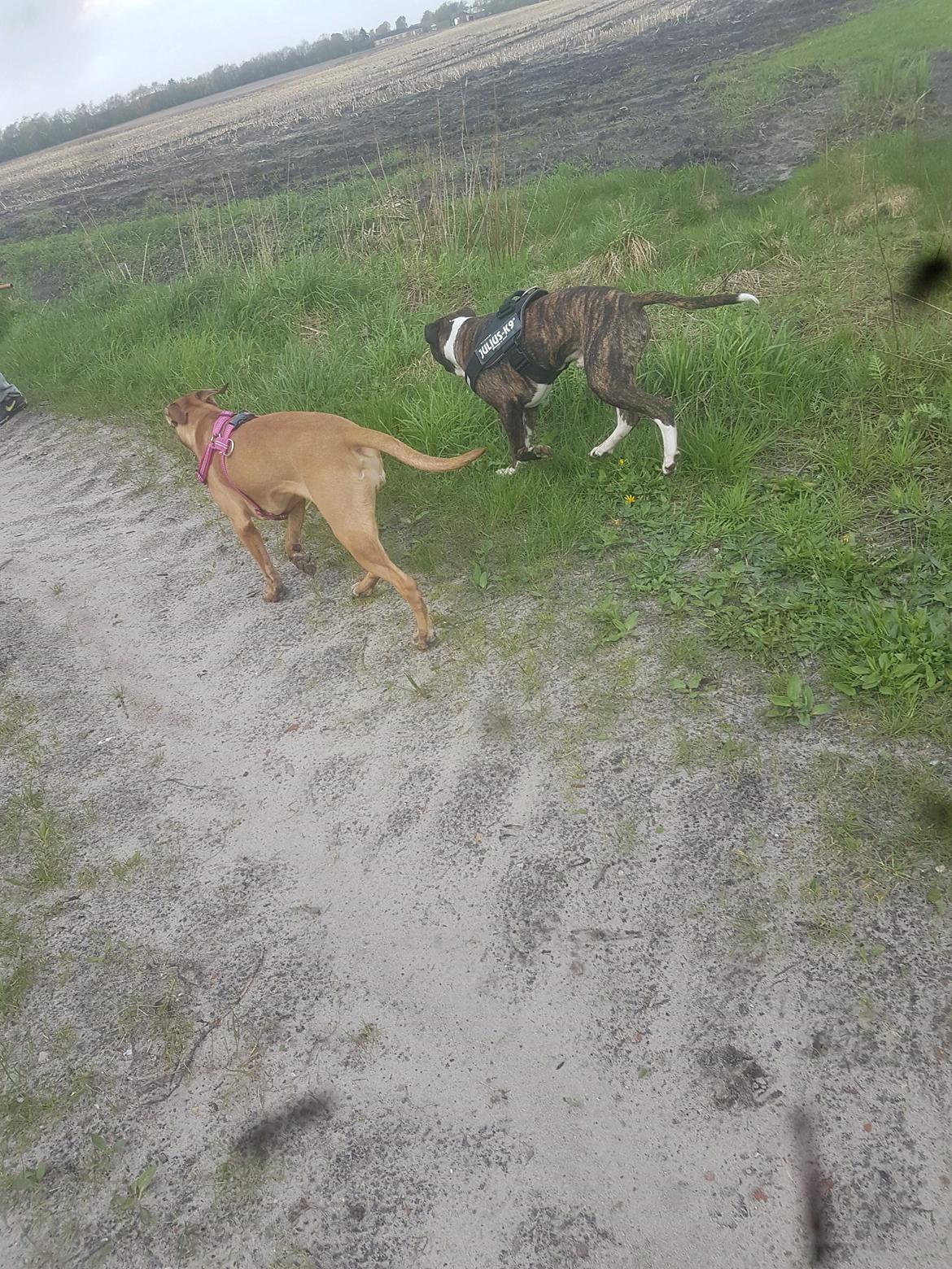 Blanding af racer kayla billede 12