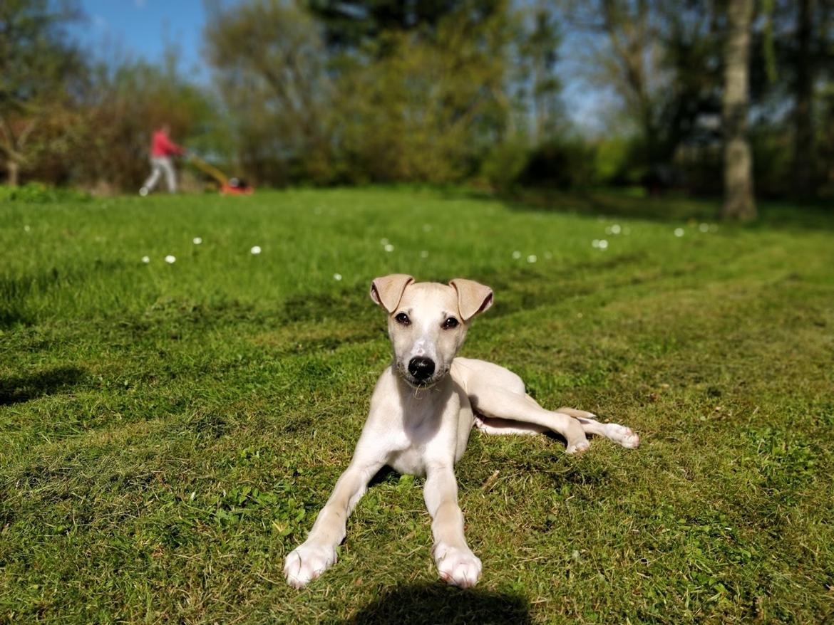 Whippet Cosmo (Tiny Tunes Ain't No Sunshine)  billede 1