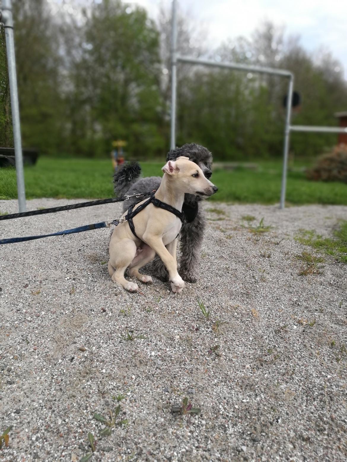 Whippet Cosmo (Tiny Tunes Ain't No Sunshine)  billede 2