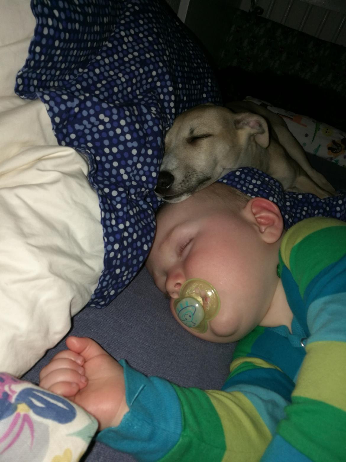 Whippet Cosmo (Tiny Tunes Ain't No Sunshine)  billede 3