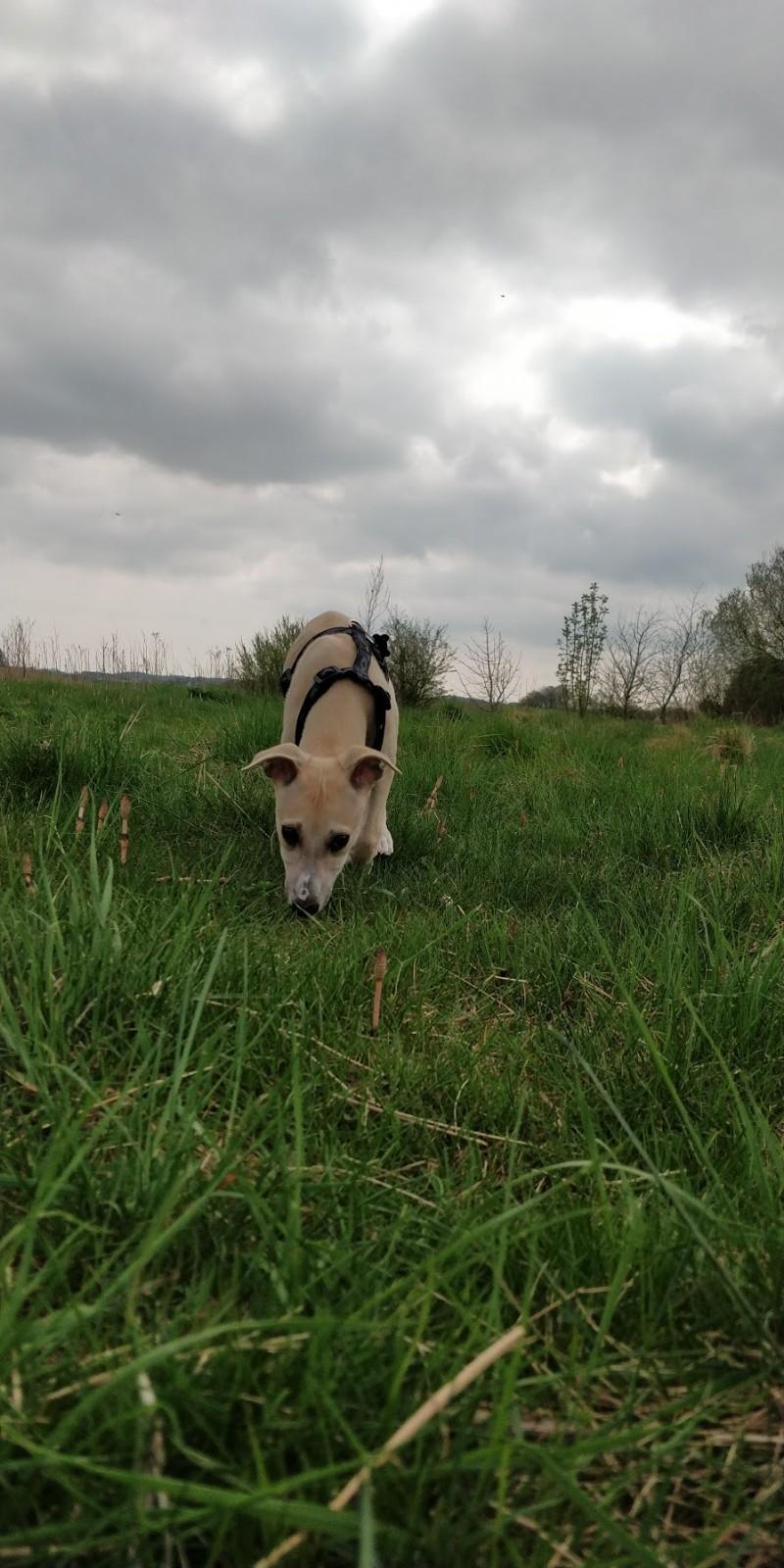 Whippet Cosmo (Tiny Tunes Ain't No Sunshine)  billede 4