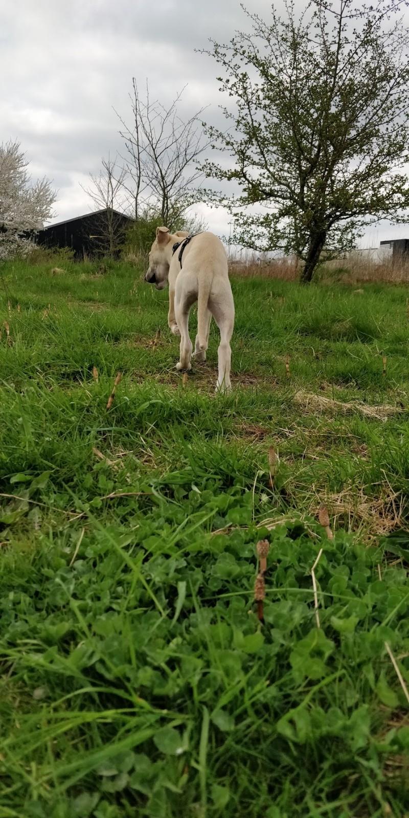 Whippet Cosmo (Tiny Tunes Ain't No Sunshine)  billede 5