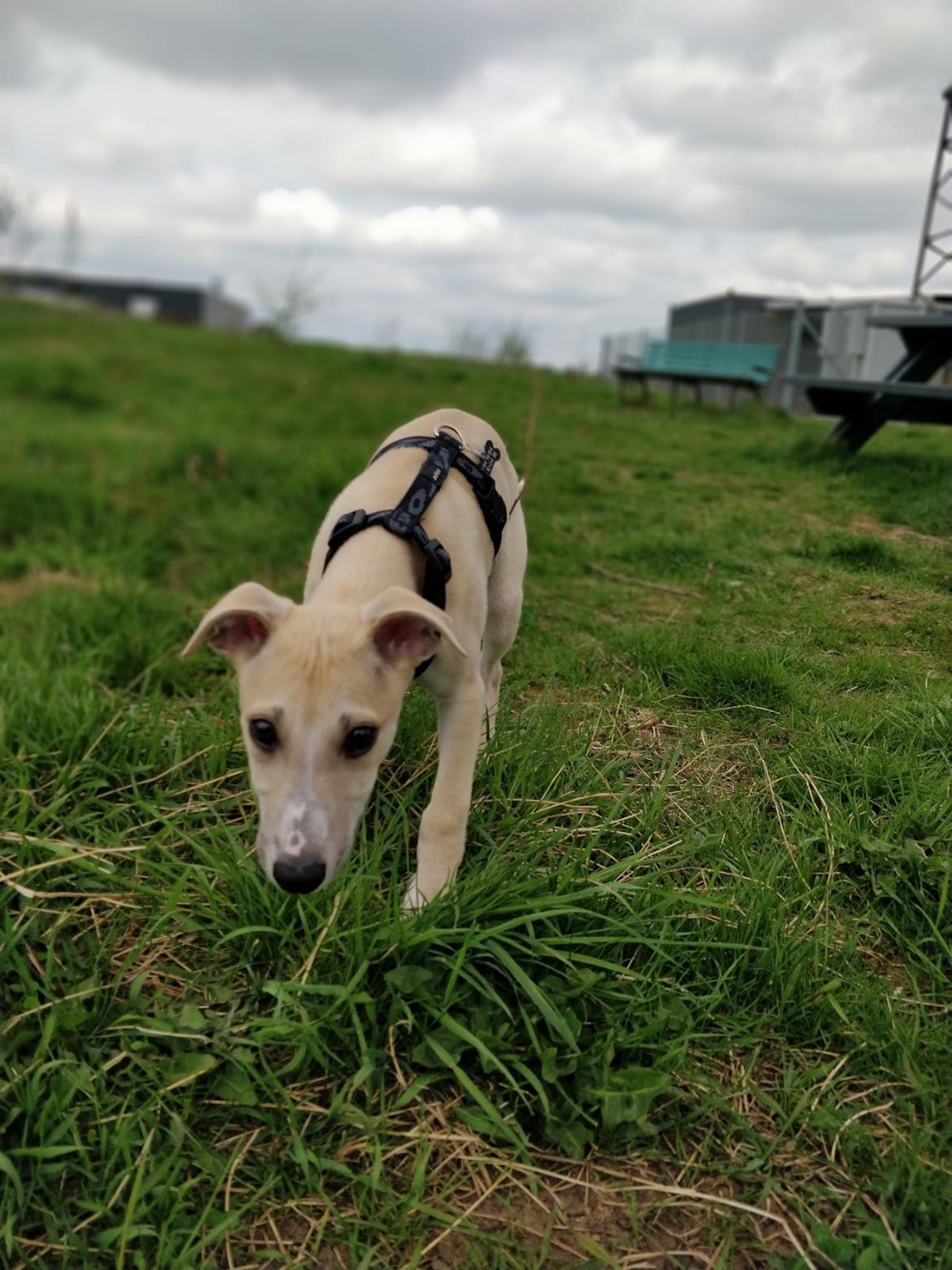 Whippet Cosmo (Tiny Tunes Ain't No Sunshine)  billede 6