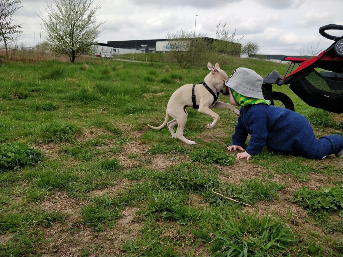 Whippet Cosmo (Tiny Tunes Ain't No Sunshine)  billede 7