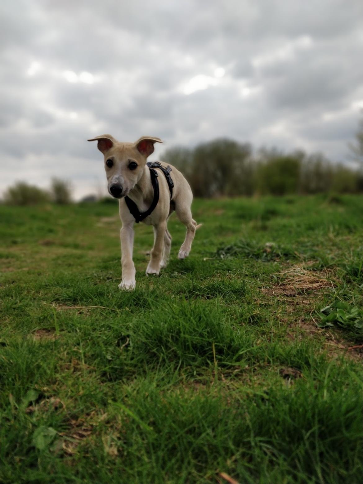 Whippet Cosmo (Tiny Tunes Ain't No Sunshine)  billede 8