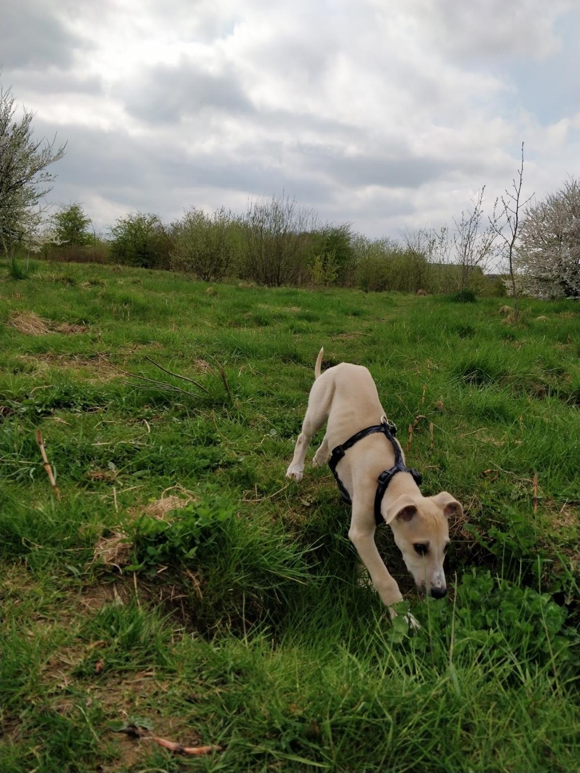 Whippet Cosmo (Tiny Tunes Ain't No Sunshine)  billede 9